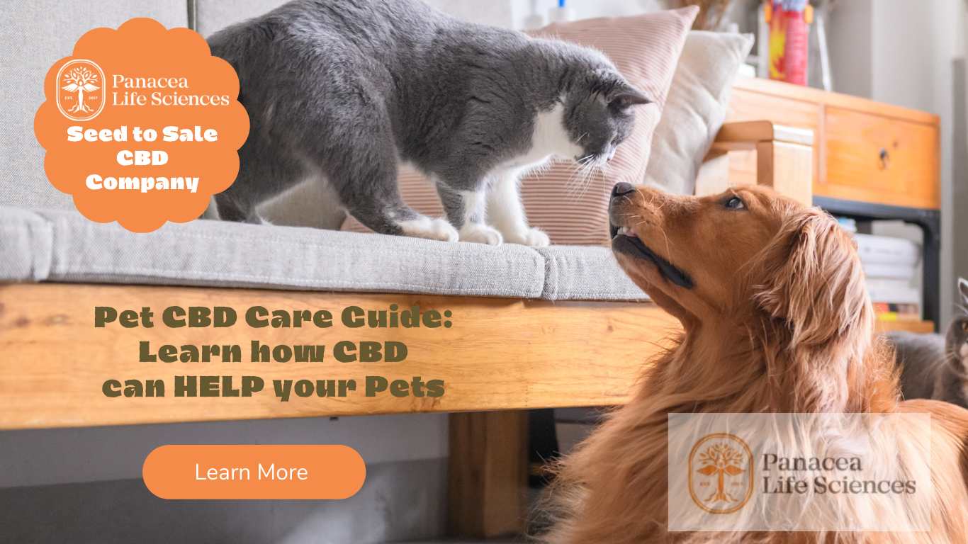 Best CBD oils and chews for Pets 